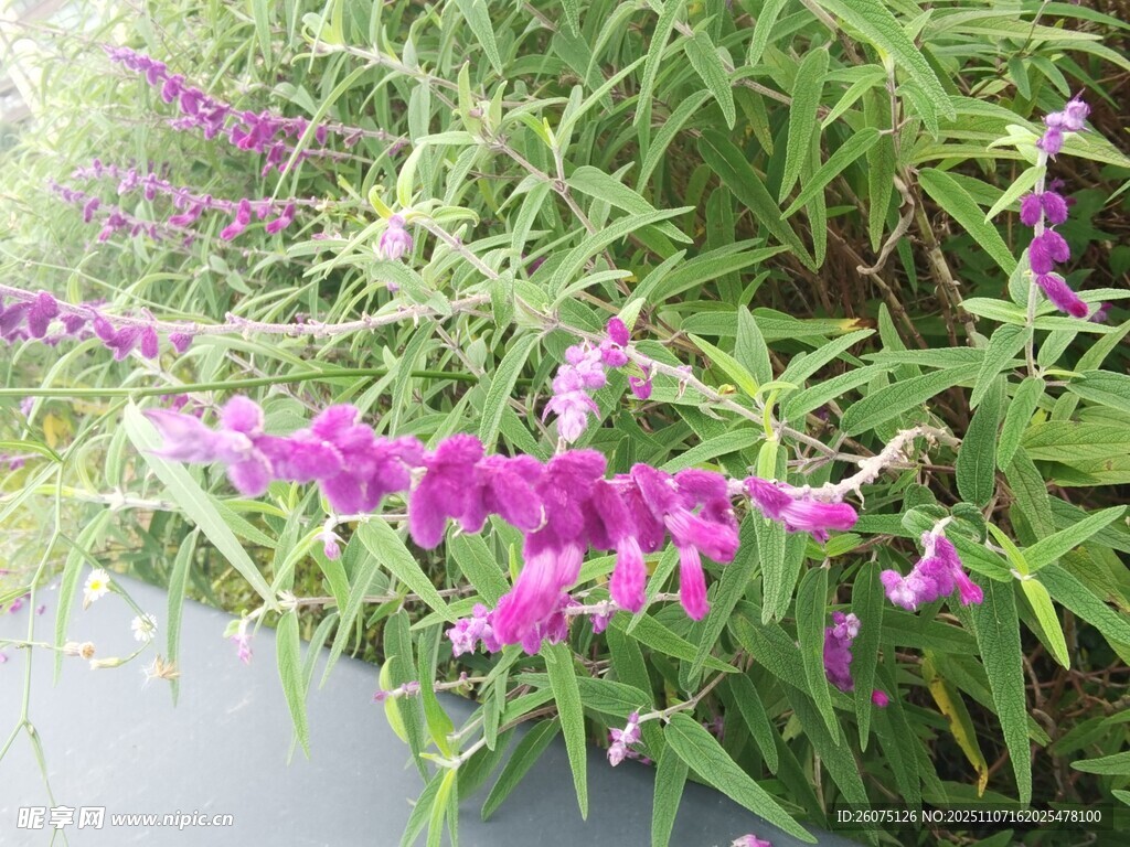 紫色花卉綻放于綠葉間