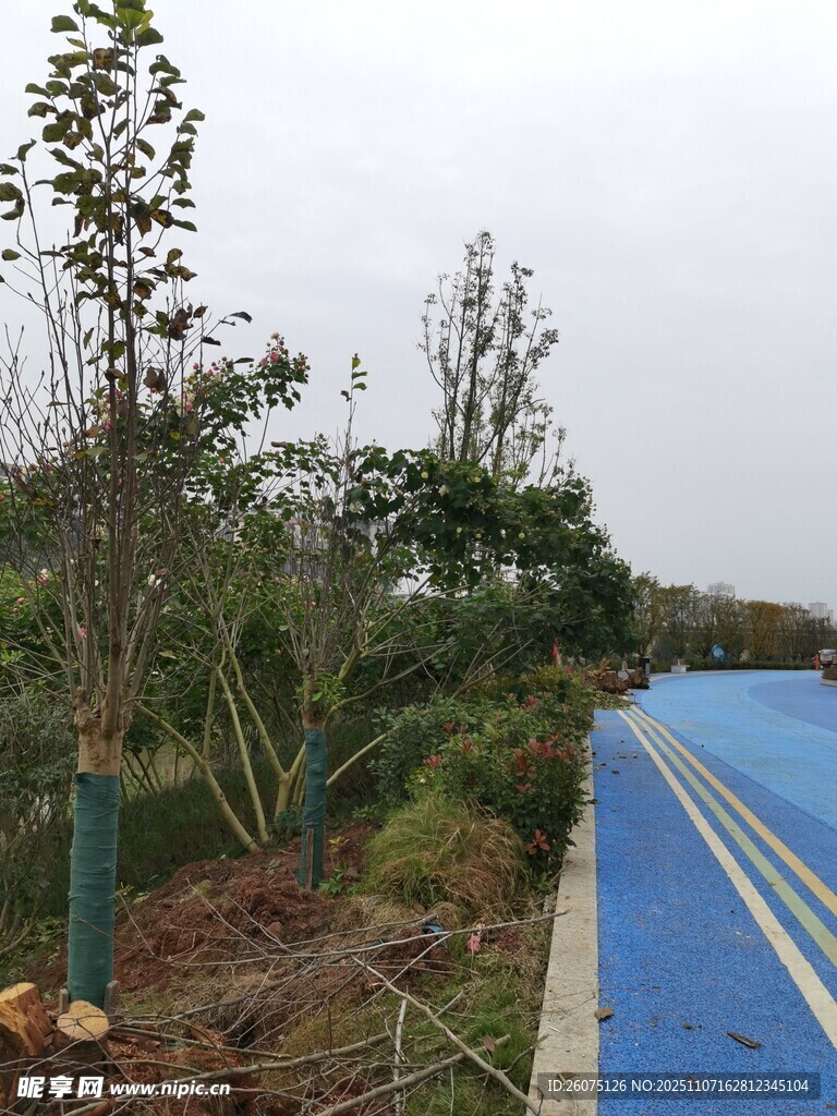 藍道旁的綠植景觀