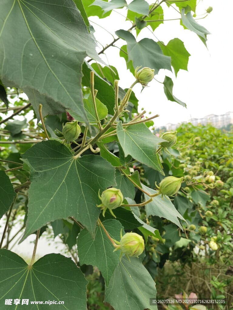 綠葉間的青果植物景象