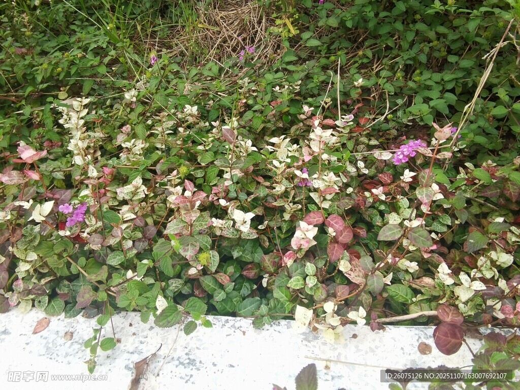 墻邊綻放的多彩花卉