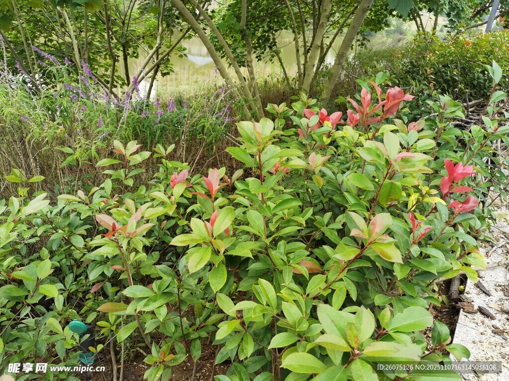 綠葉紅花的美麗植物景觀