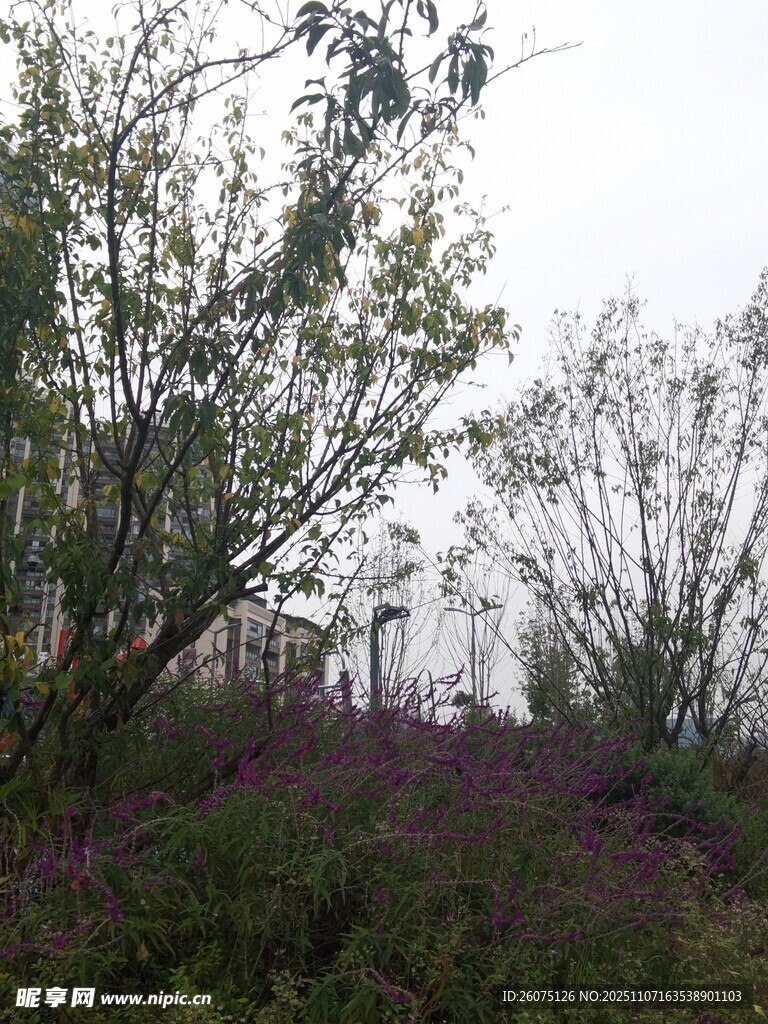 野外繁茂植被景觀