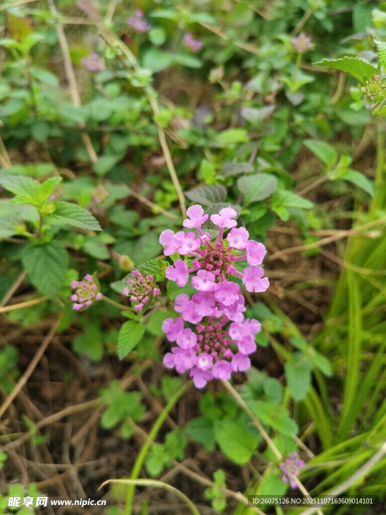 野外綻放的美麗紫色小花