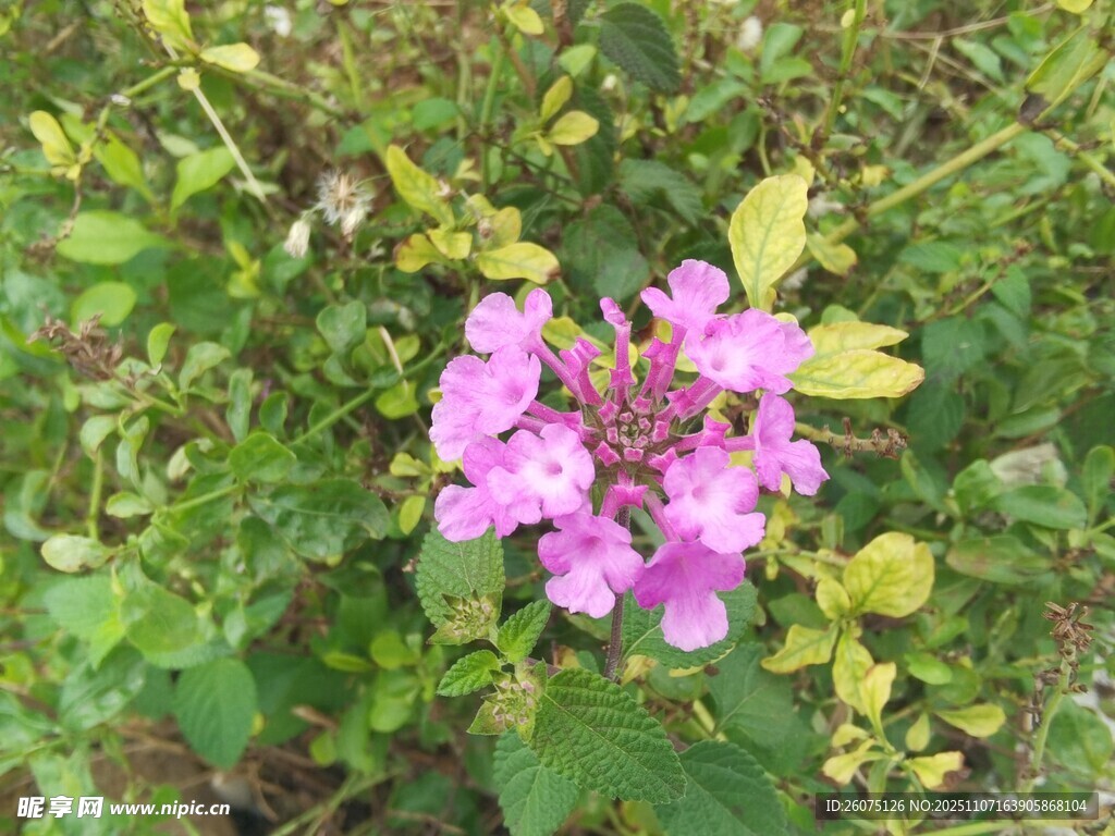 嬌艷粉色花朵綻放綠葉間