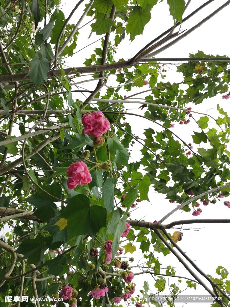 棚架上綻放的嬌艷花朵