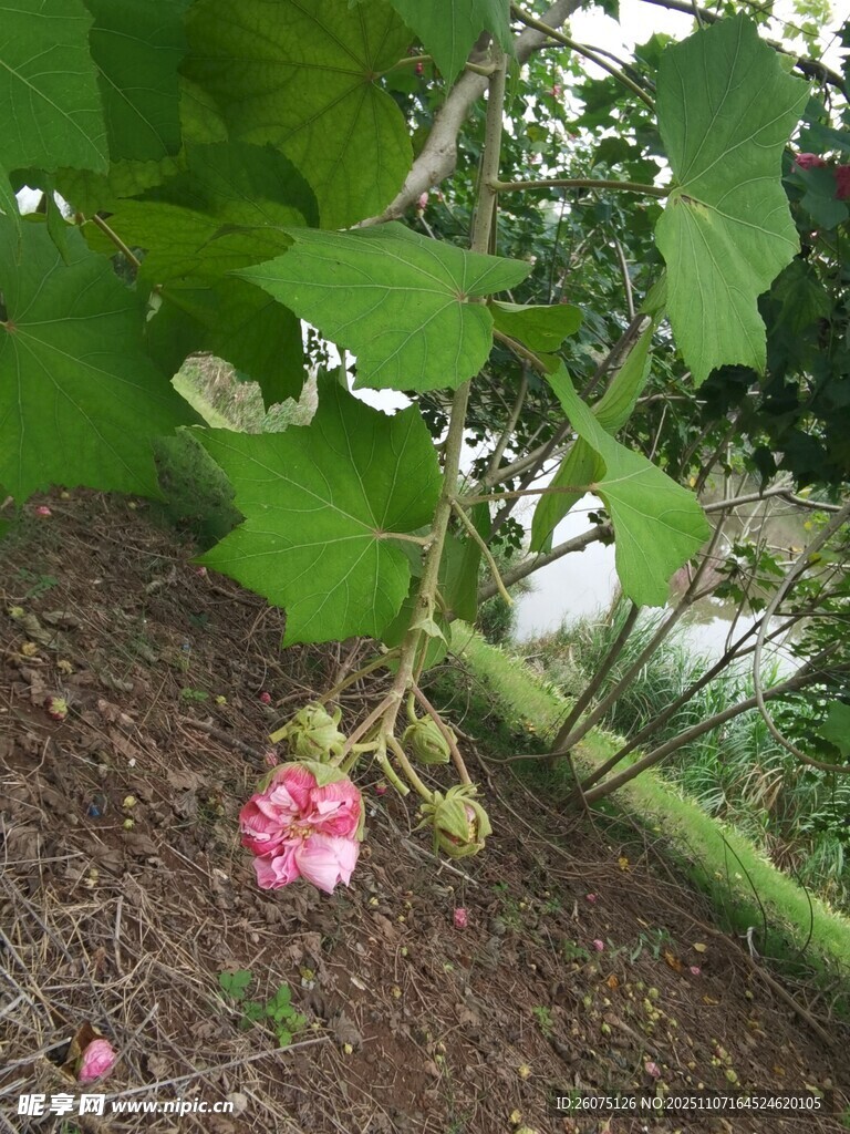 粉色木槿花綻放于綠葉間