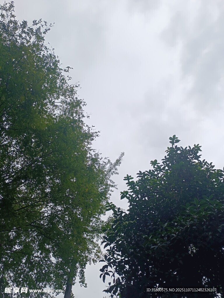 綠樹映灰天的自然景致