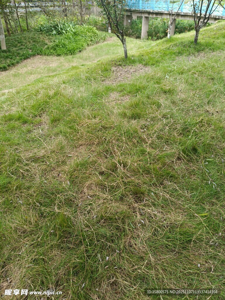 戶外草地林間自然風(fēng)景