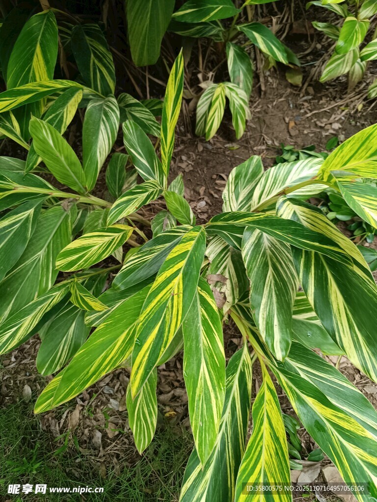 翠綠斑斕葉片的植物