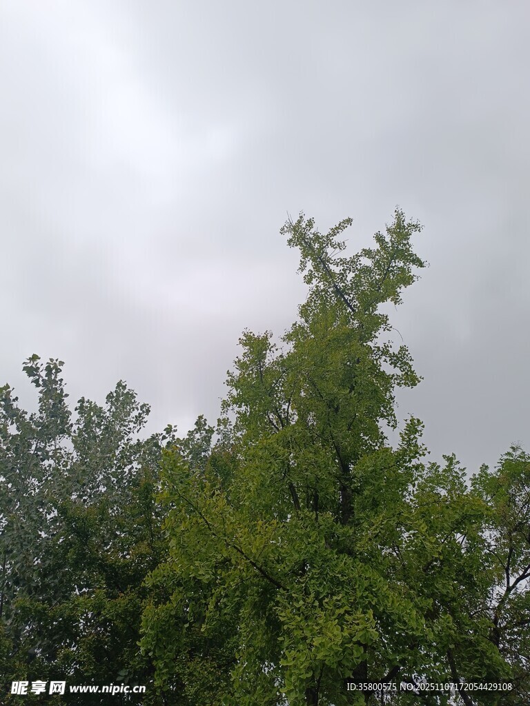 陰天中的翠綠樹木