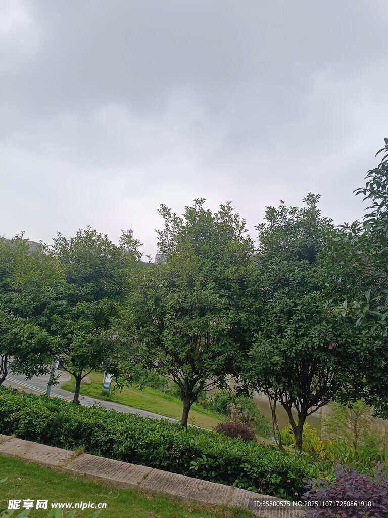 雨中公園綠樹景觀