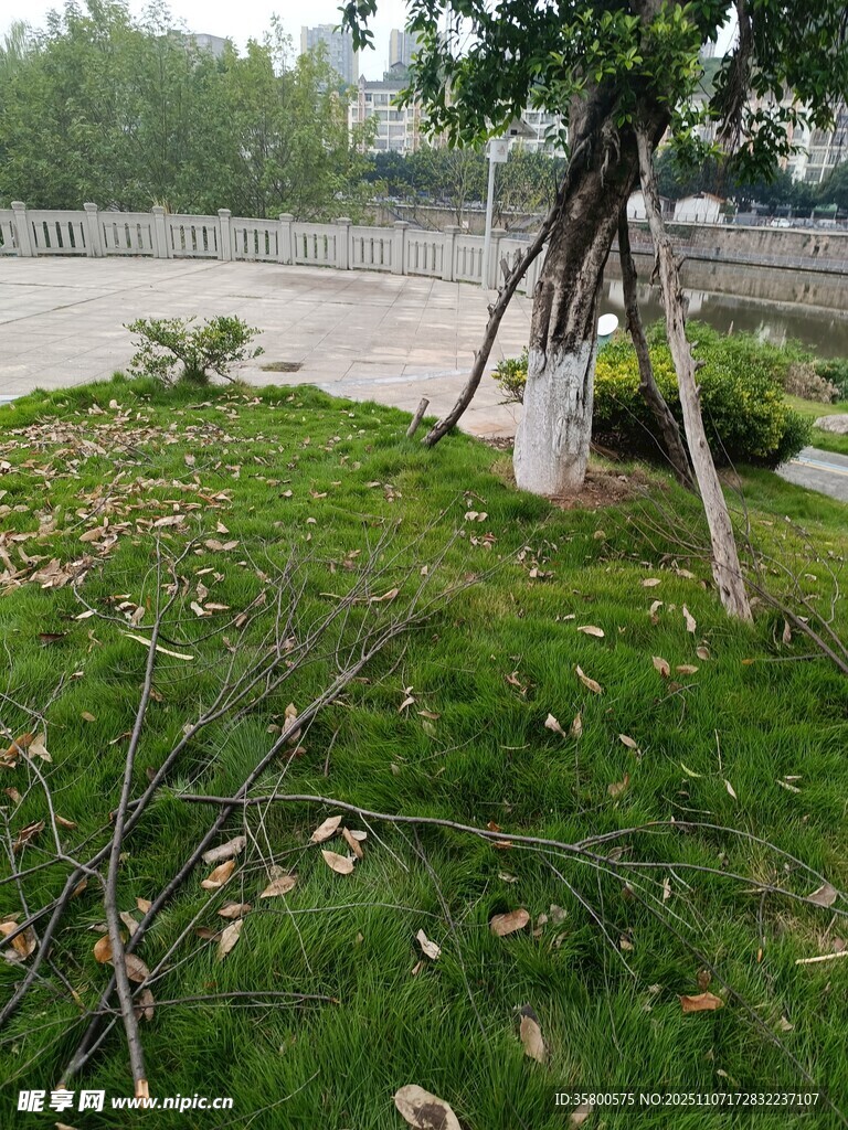 修剪后的草地與散落樹(shù)枝