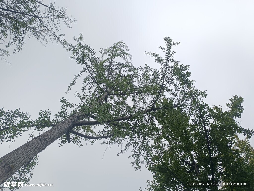 仰視視角下的挺拔樹木