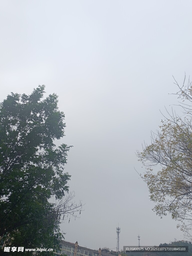 陰天樹(shù)林景象