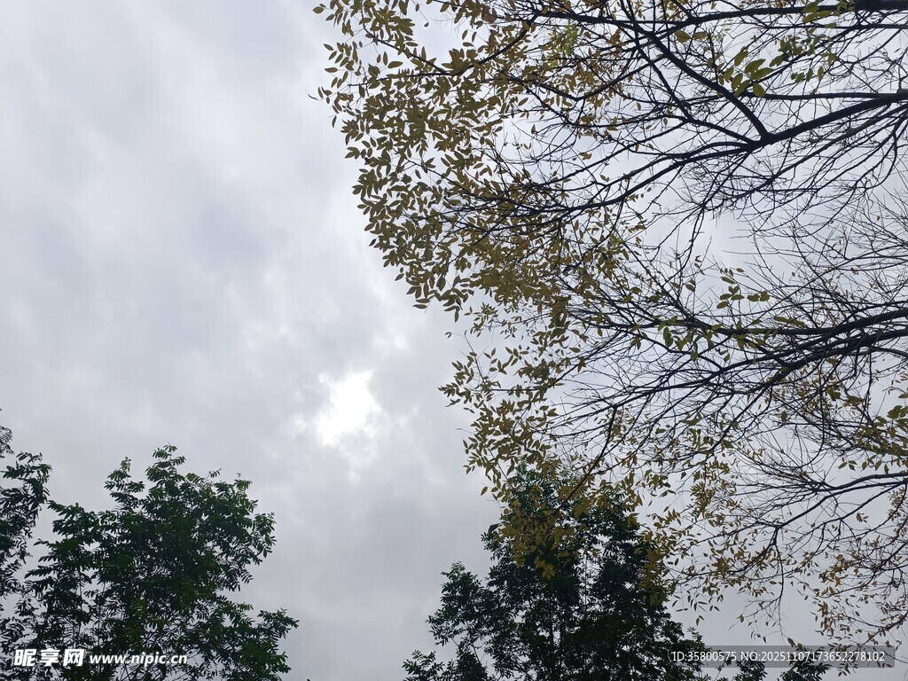 仰視天空下的蔥郁樹木