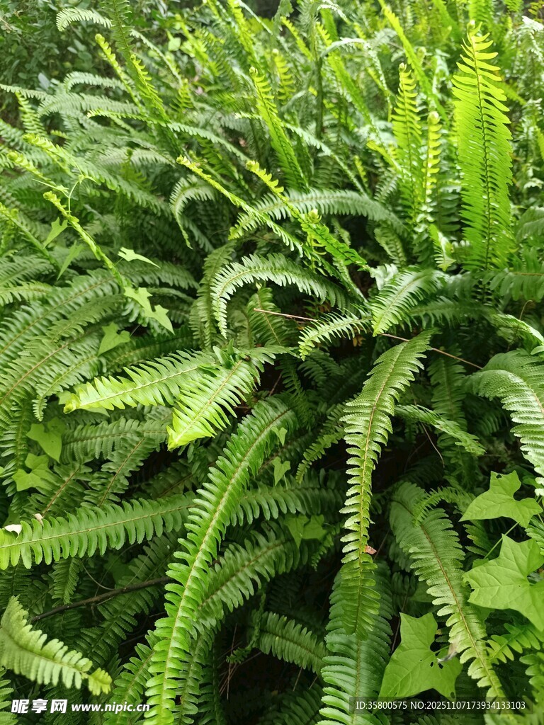 翠綠蕨類植物生機(jī)勃勃