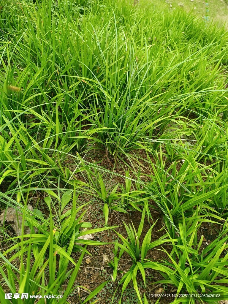 嫩綠草地生機(jī)盎然