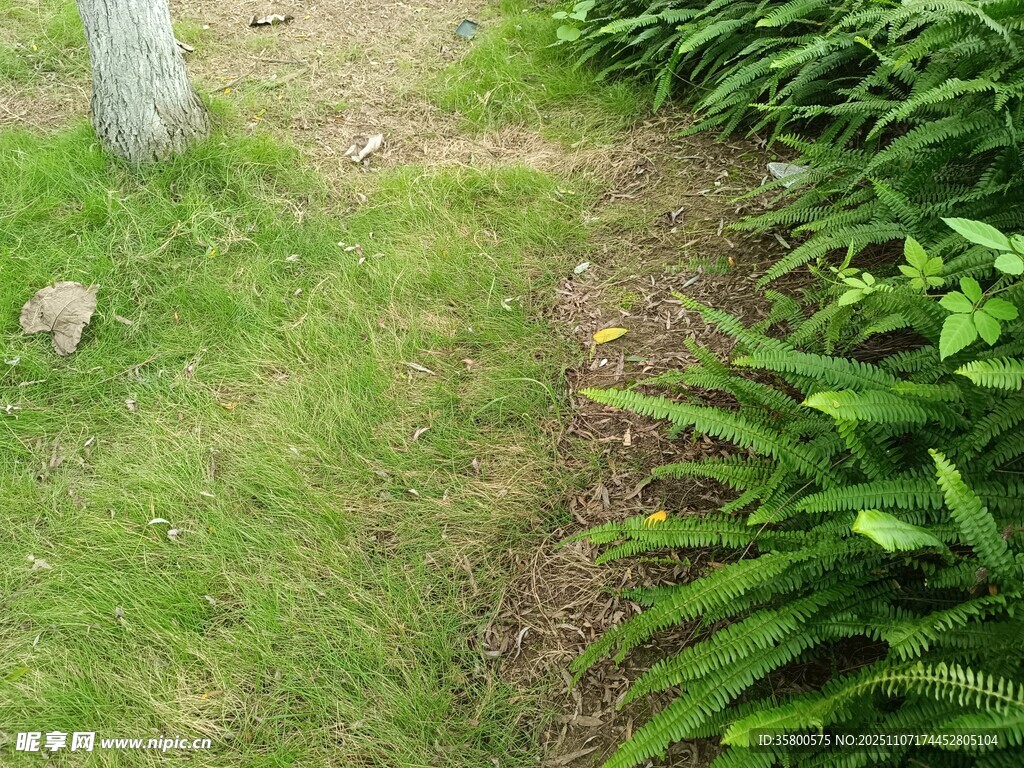 綠意盎然的小徑與綠植