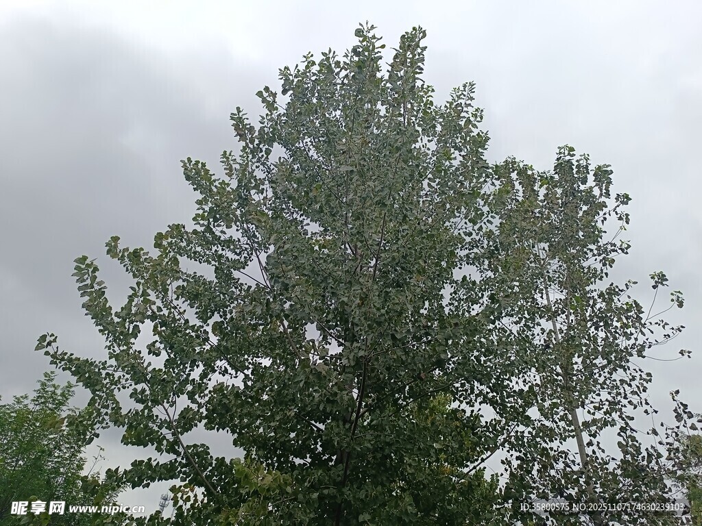 天空下的繁茂綠樹