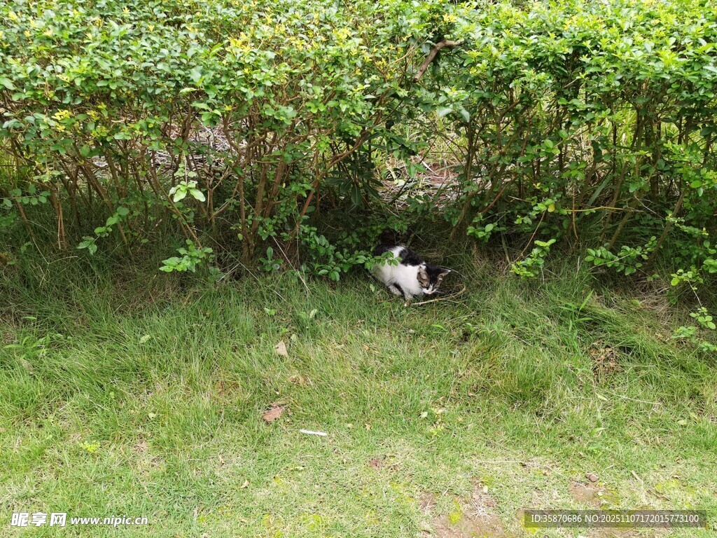 草叢中的貓咪