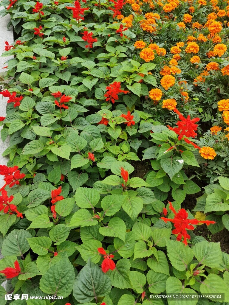 多彩花卉綻放綠意間