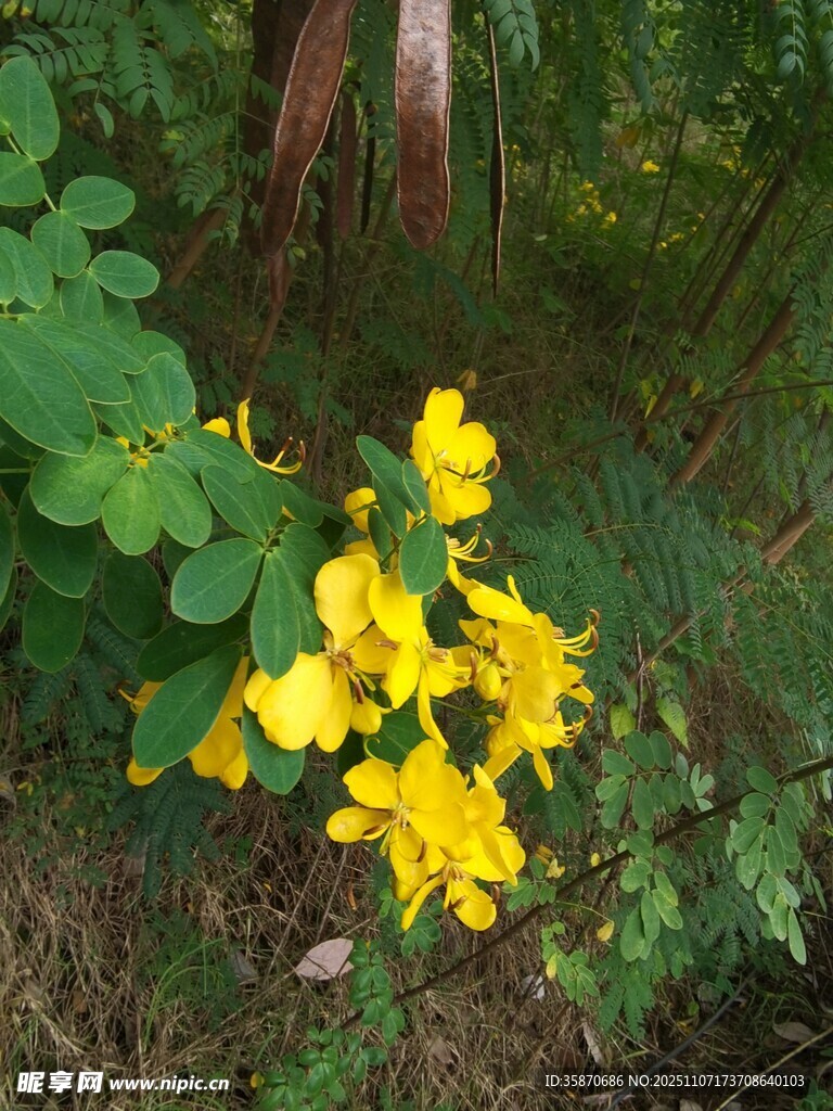 林間綻放的黃色花朵