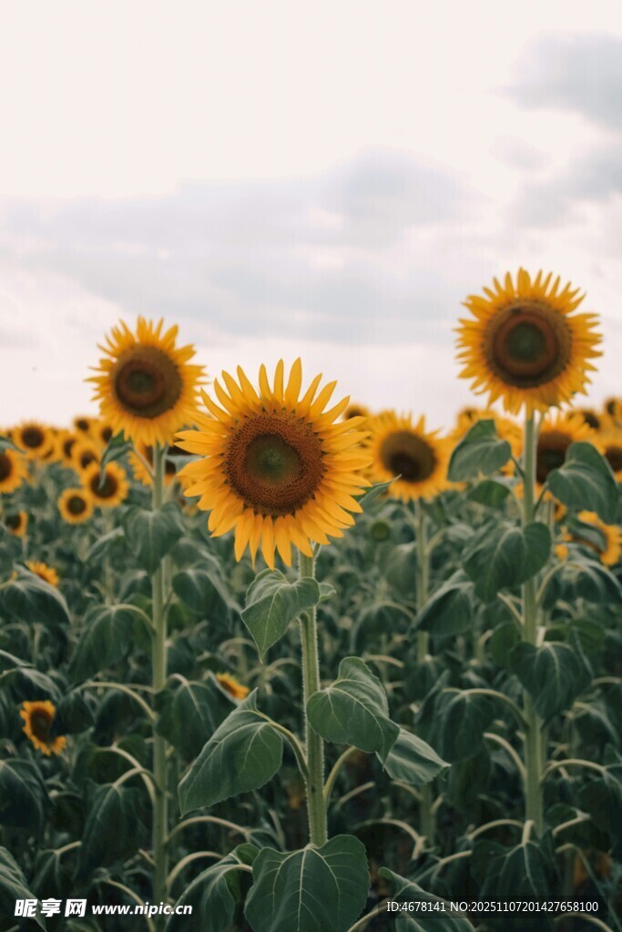 向日葵花海陽光田園風光