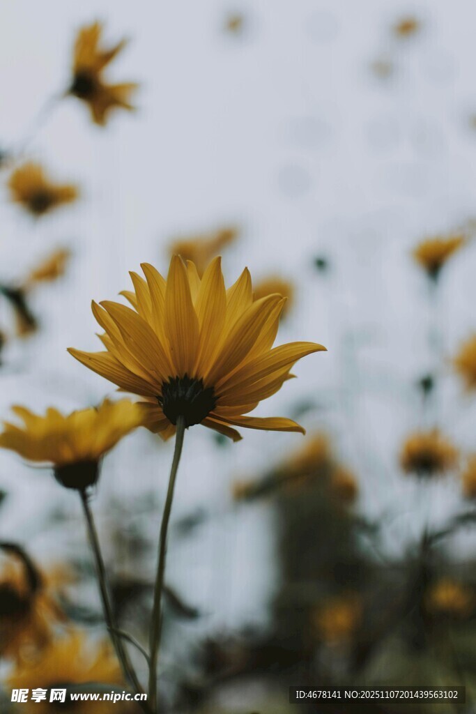 陽光下的燦爛黃色小花