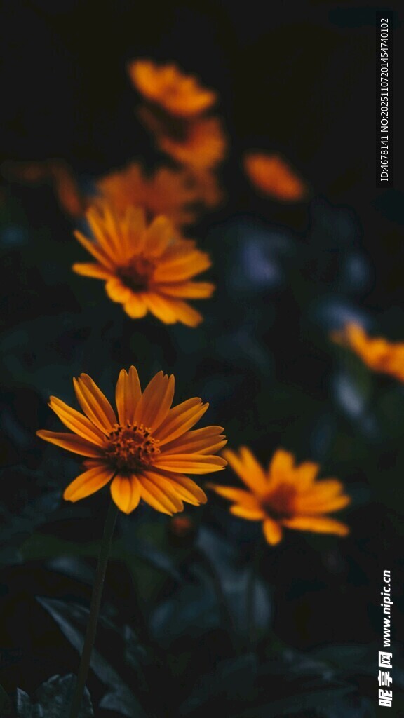 橙色雛菊綻放于暗影中