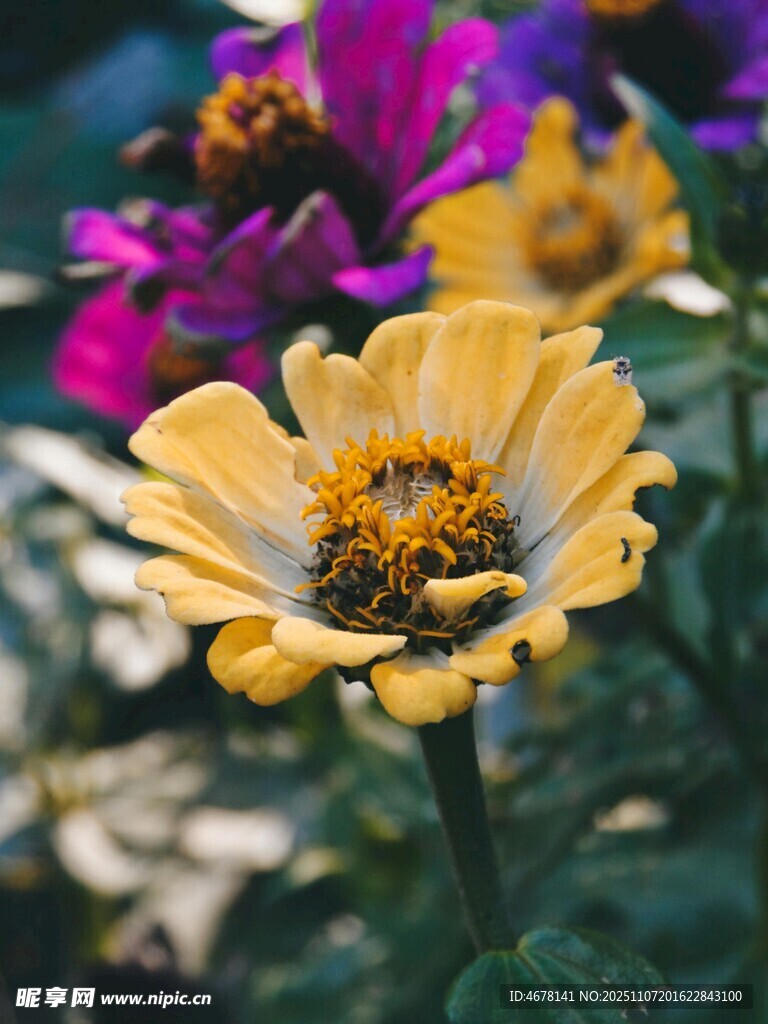 黃色花朵綻放的美麗瞬間