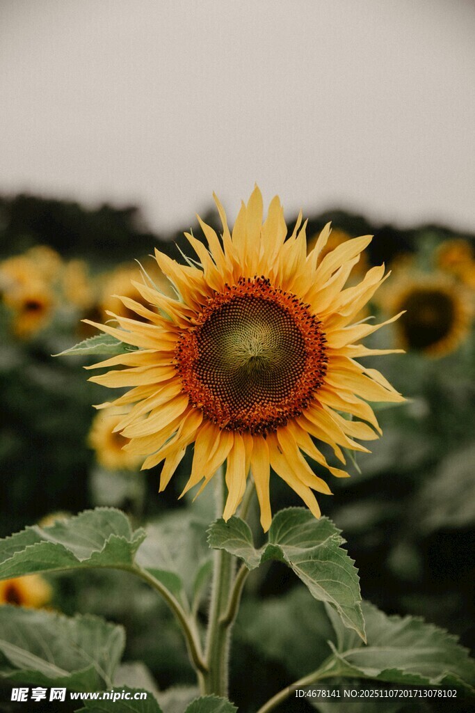 向日葵綻放的燦爛瞬間