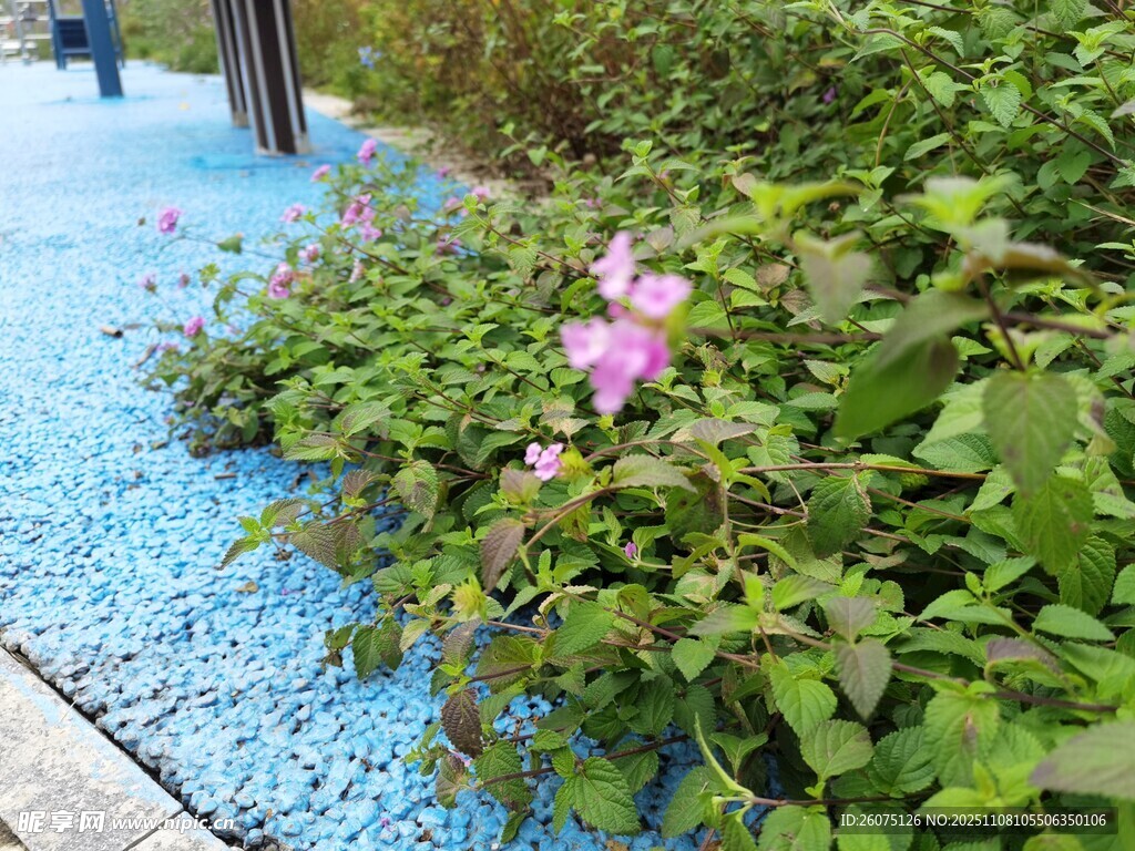 路邊綻放的粉色小花