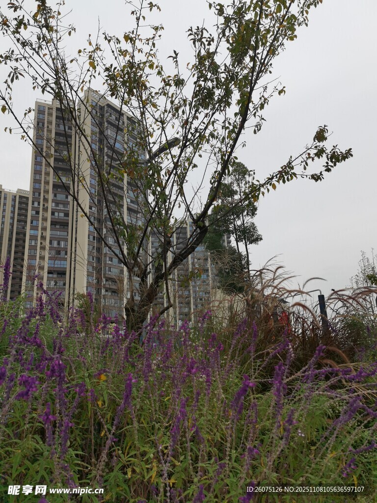 城市中綻放的花草與樹木