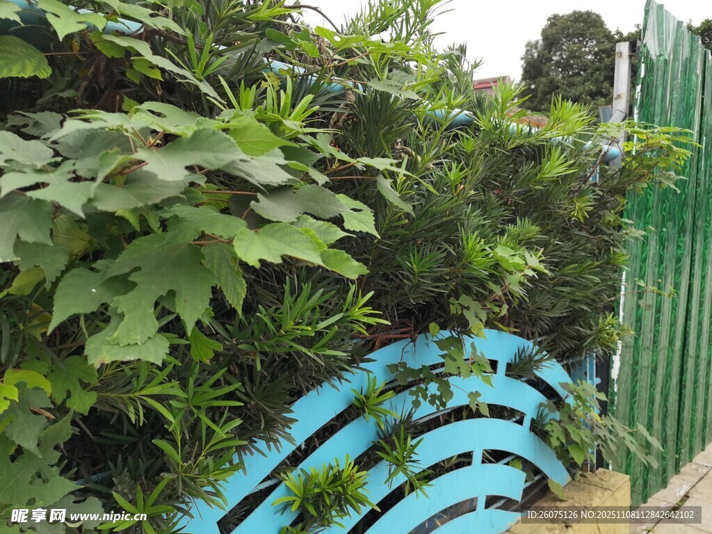 庭院綠植與藍色圍欄景觀