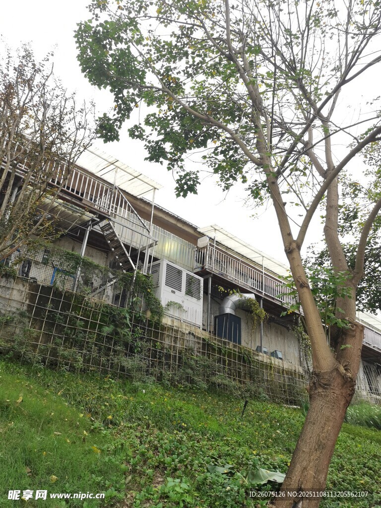 老舊房屋旁的孤樹(shù)