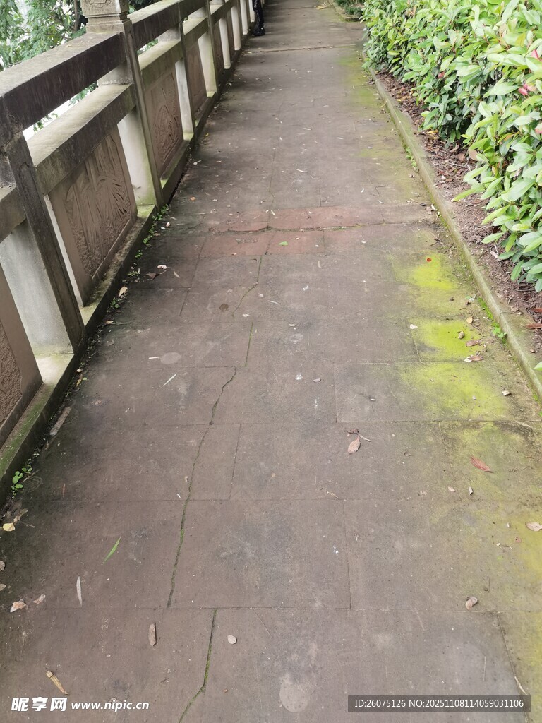 長(zhǎng)滿(mǎn)青苔的幽靜戶(hù)外小徑