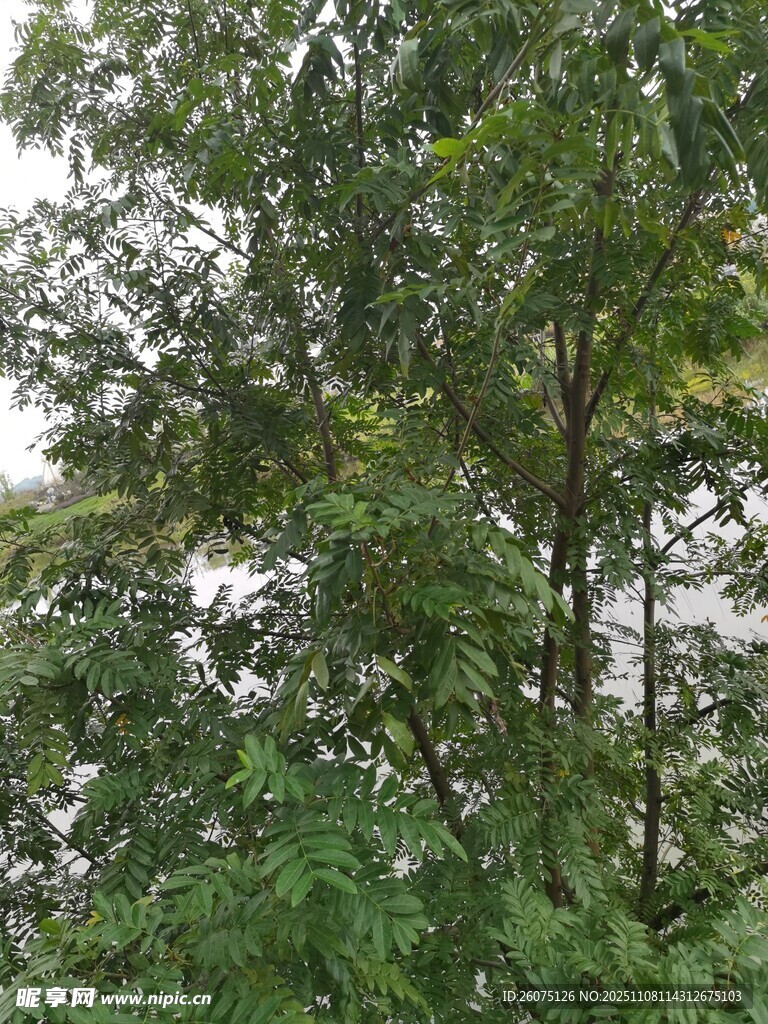 茂密樹林中的自然景致