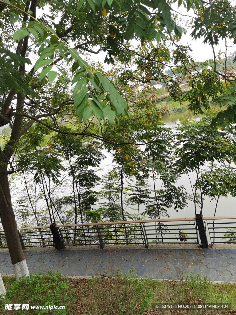 綠樹成蔭的河畔景致