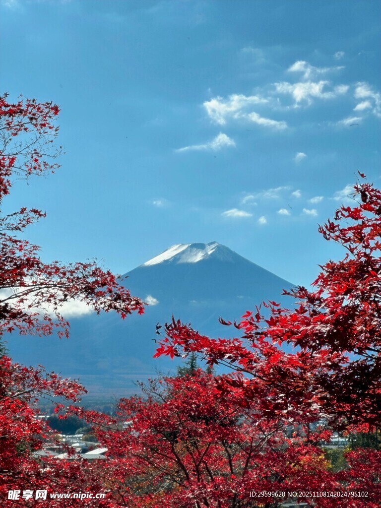 富士山下的絢爛紅葉