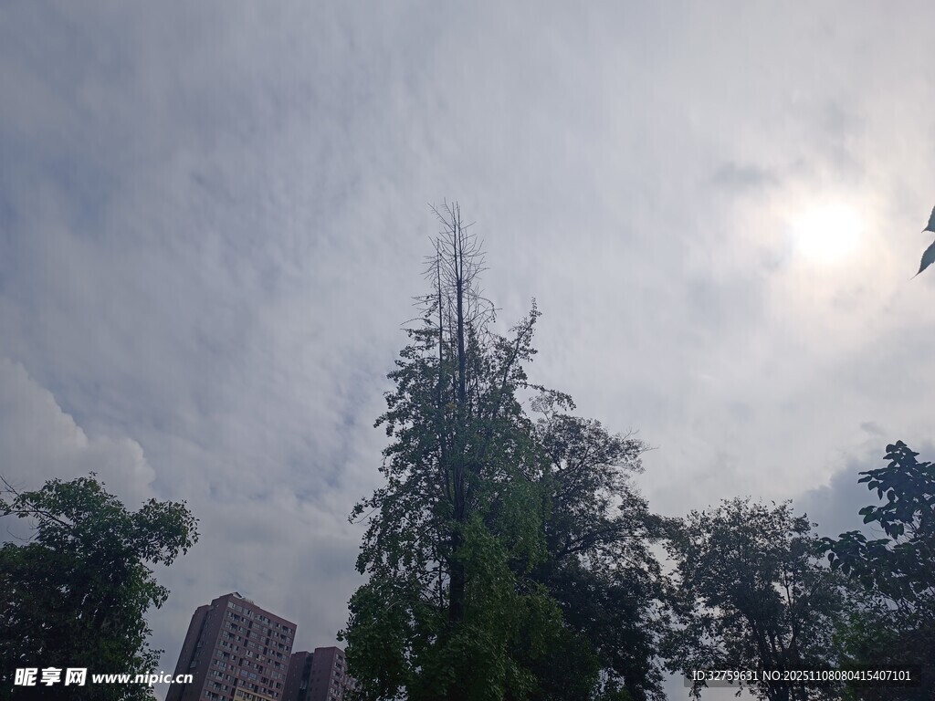 陽(yáng)光下的樹木與樓宇