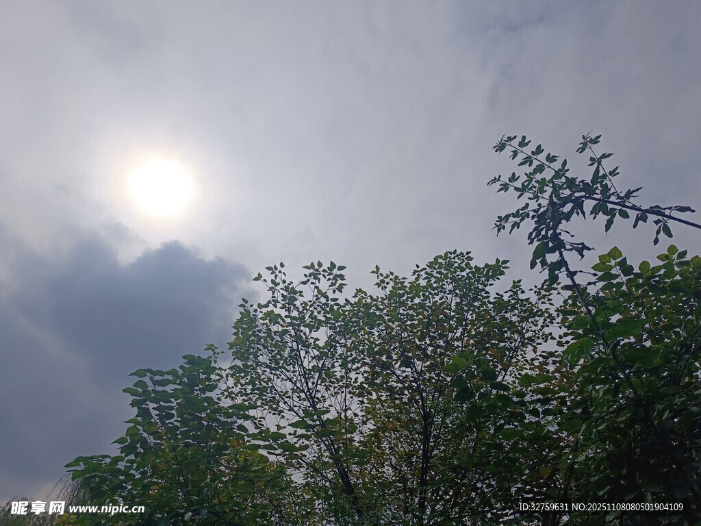 透過枝葉見陽光