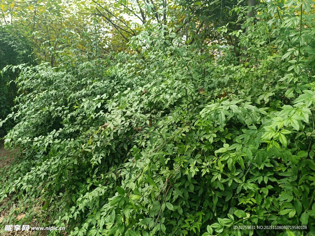 繁茂綠植覆蓋的野外景象