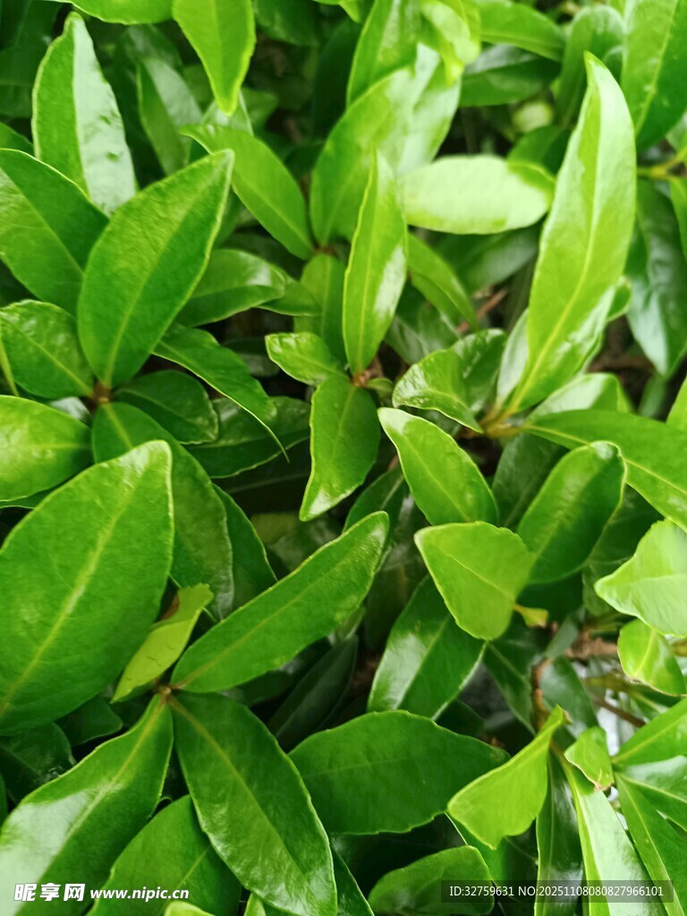 翠綠鮮亮的植物葉片