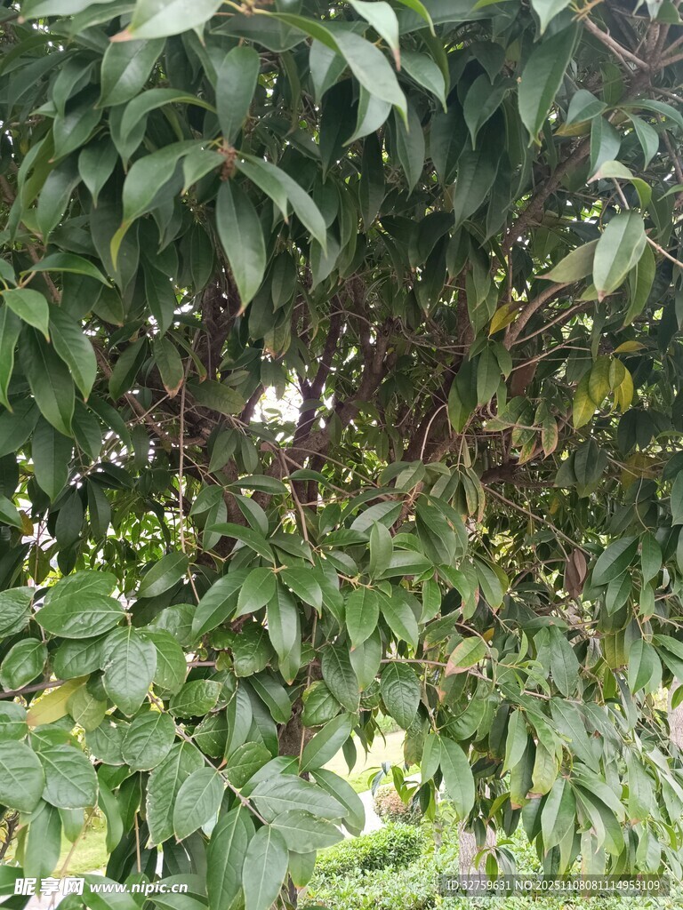 枝葉繁茂的綠植景觀