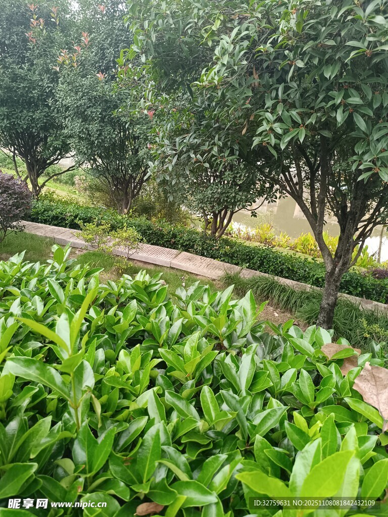 綠意盎然的茶園景觀