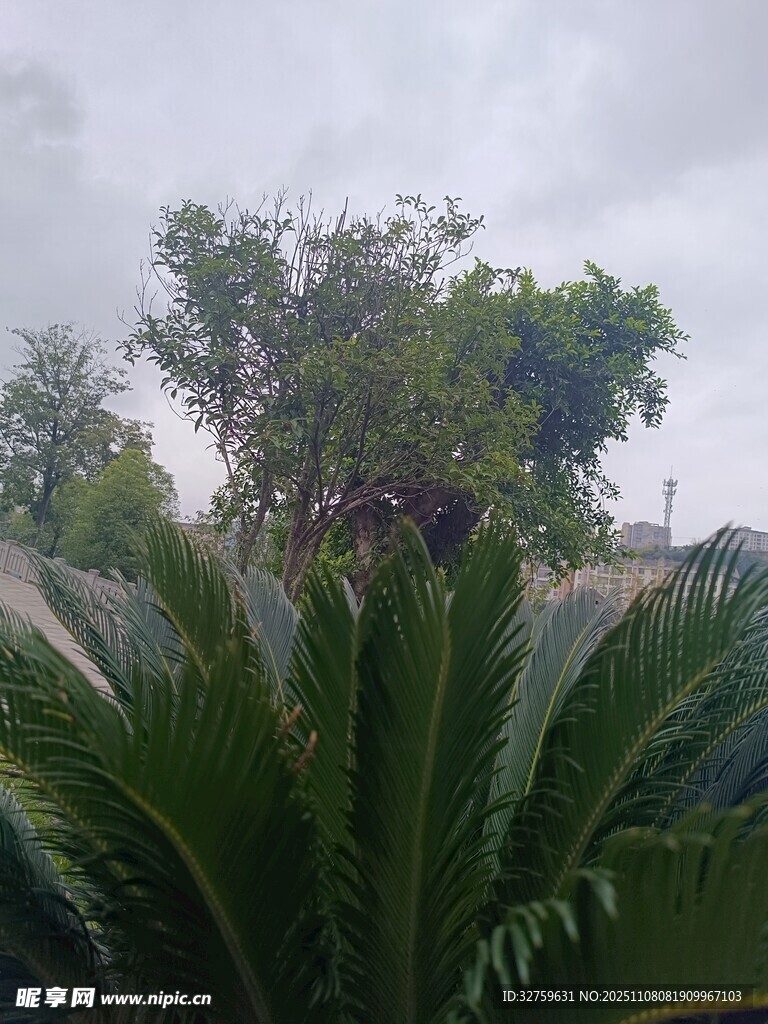 雨中繁茂綠植景觀