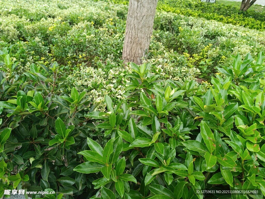 綠意盎然的灌木景觀
