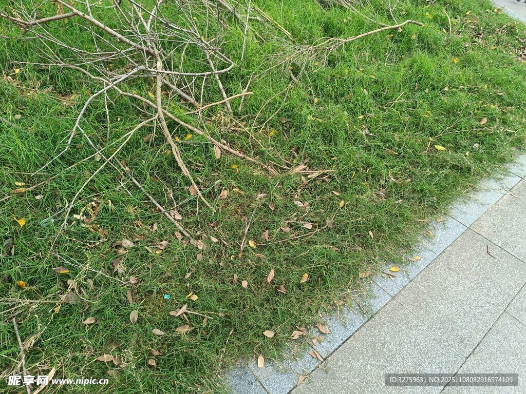 路邊嫩綠草地與散落枝葉