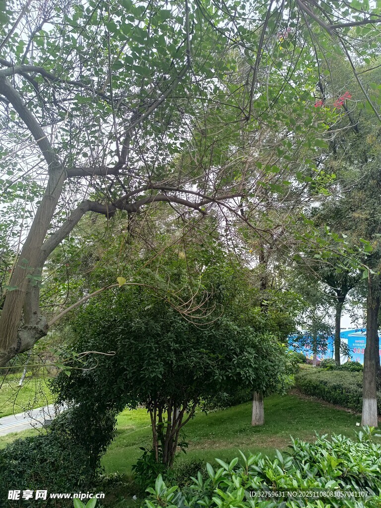 公園內(nèi)繁茂綠樹景觀