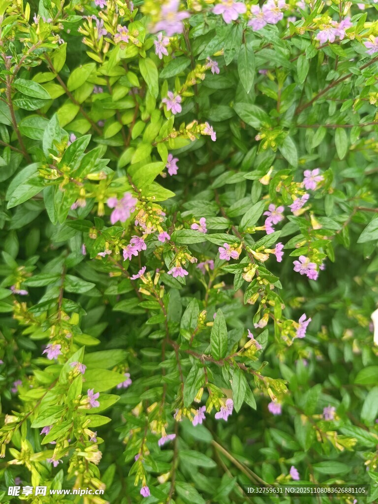 綠葉叢中的粉色小花